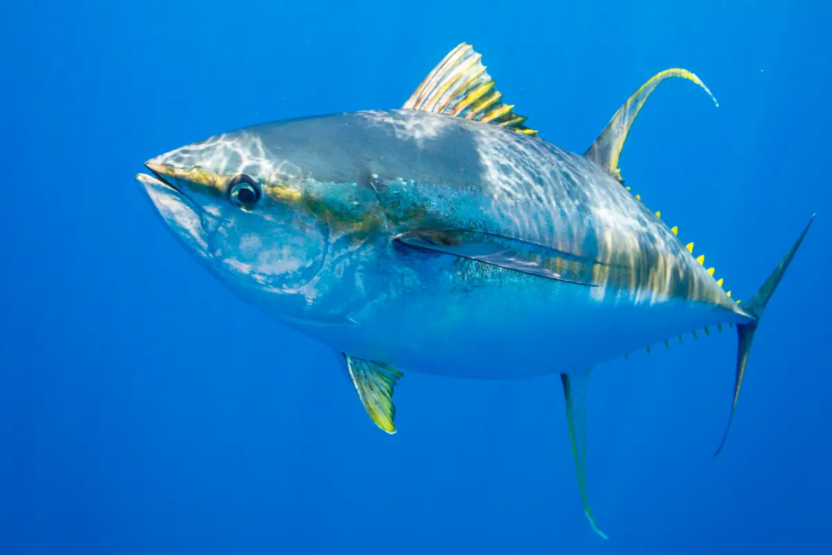 Atún (Género Thunnus)