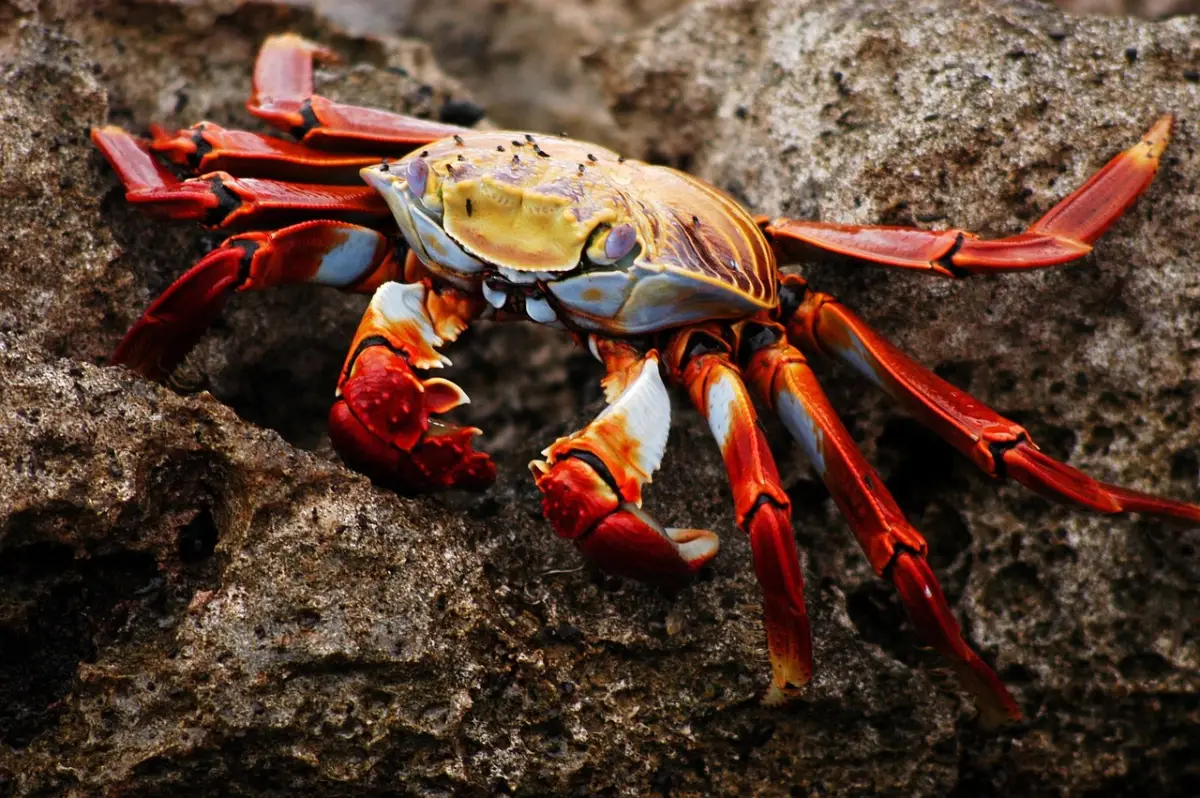 Cangrejo (Infraorden Brachyura)