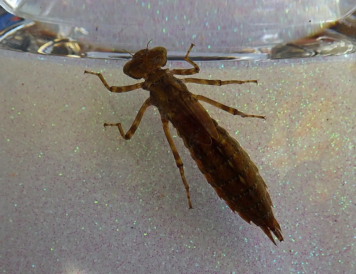 Larva de Libélula (Náyade)