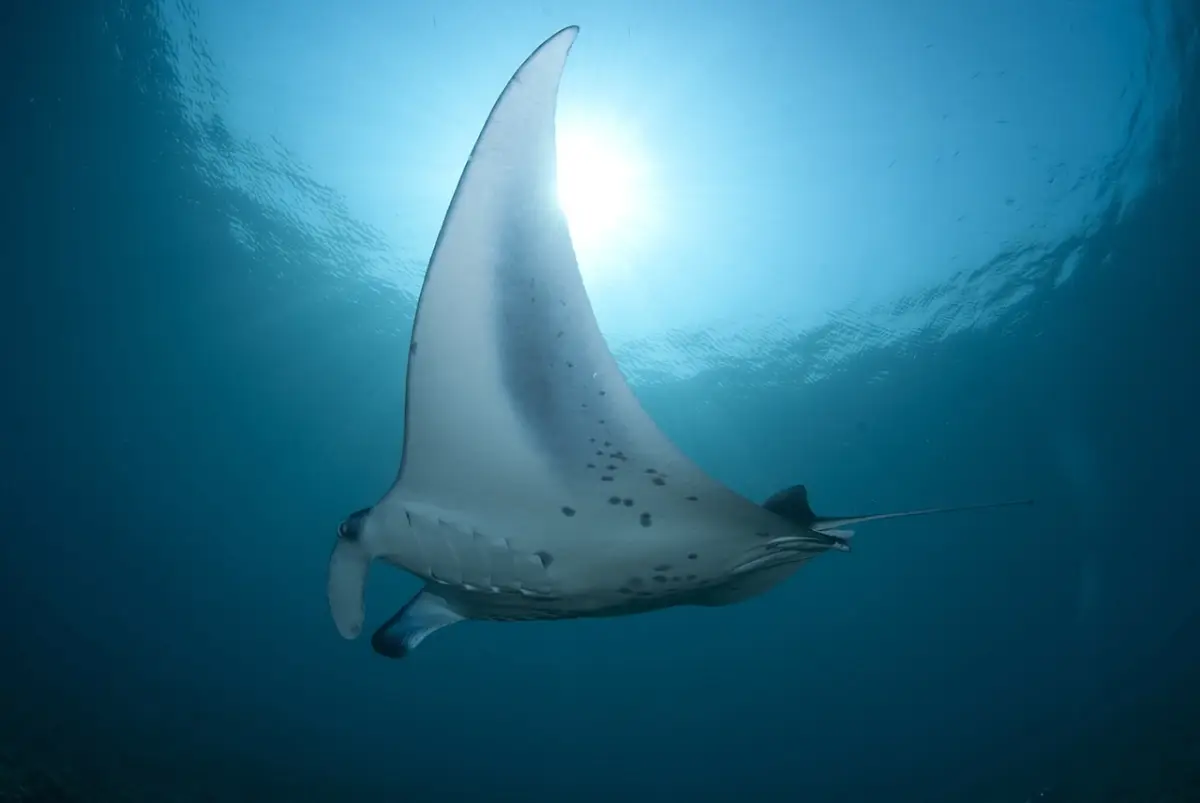 Mantarraya (Género Mobula - antes Manta)