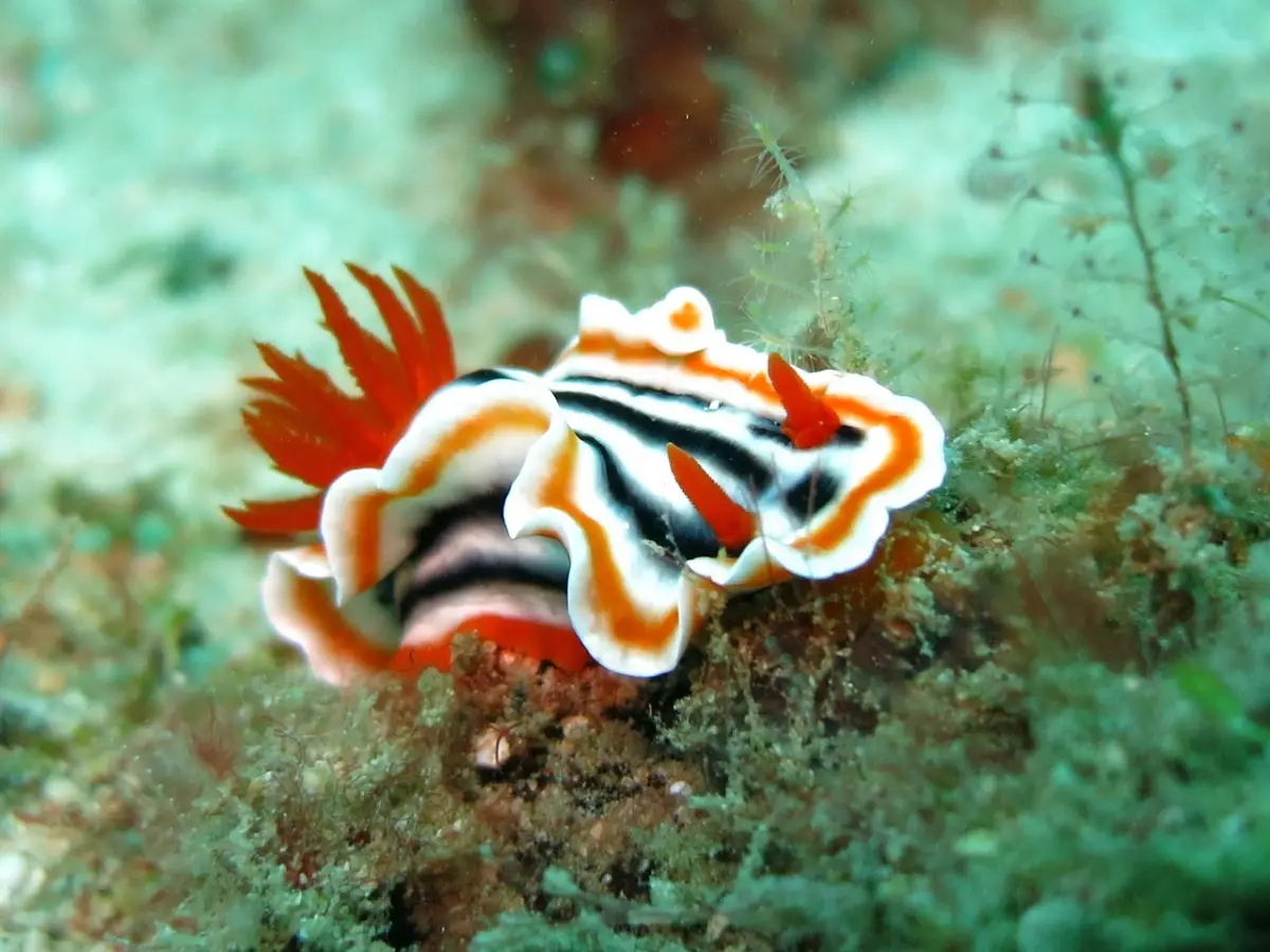 Nudibranquio (Suborden Nudibranchia)