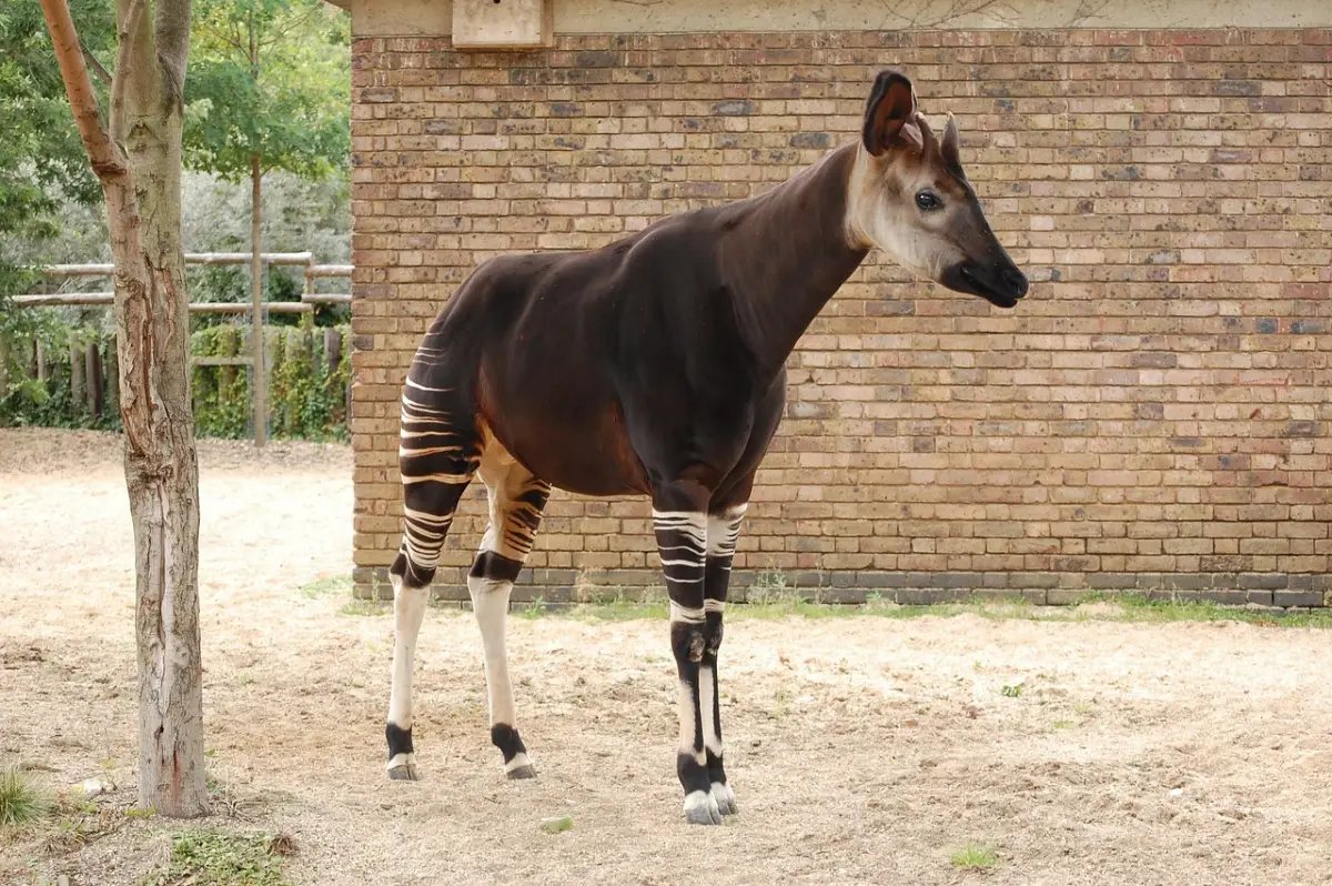 Okapi (Okapia johnstoni)