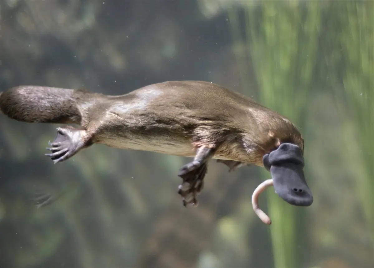 Ornitorrinco (Ornithorhynchus anatinus)