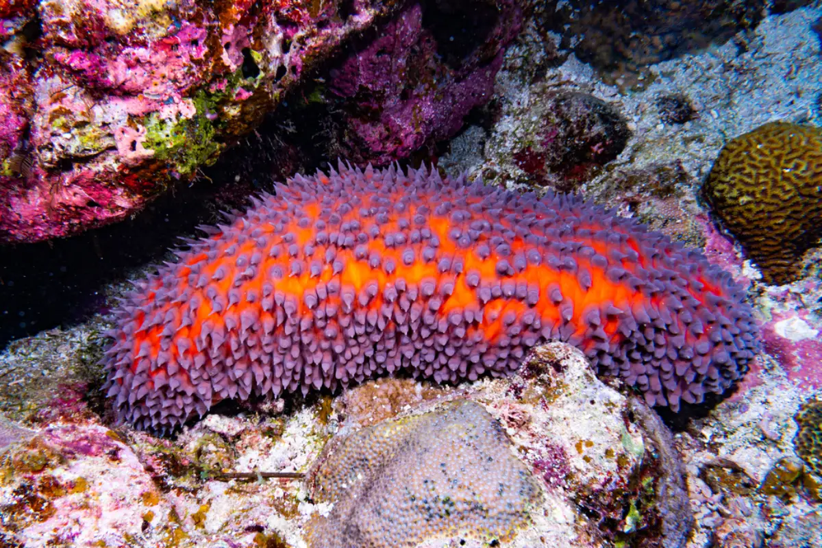 Pepino de Mar (Clase Holothuroidea)