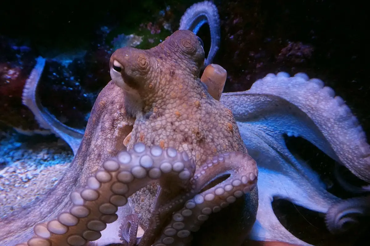 Pulpo (Orden Octopoda)