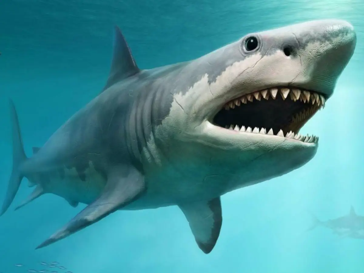 Tiburones (Clase Chondrichthyes)